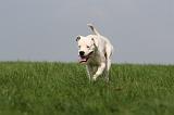 DOGUE ARGENTIN 404